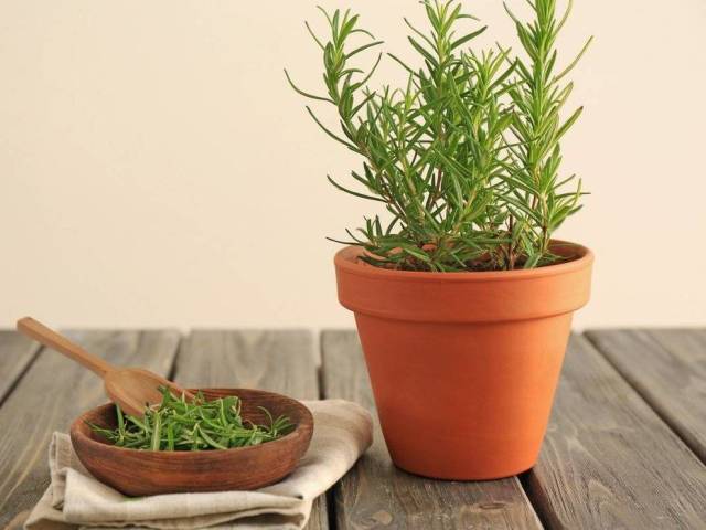 Rosemary Plant - Growing Home: Pilihan tempat, persyaratan, persiapan tanah