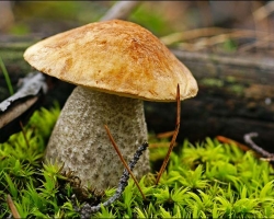 Come e quanto cucinare i funghi prima di friggere, congelare, sottaceto, zuppa? Come e quanto cucinare funghi freschi, congelati e secchi?