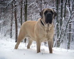 Apa jenis anjing terbesar di dunia: 15 raksasa teratas anjing besar yang tidak normal, nama breed, foto