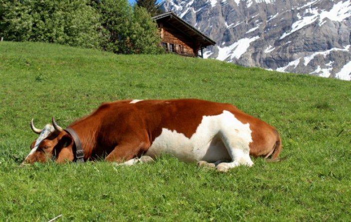 Dreaming of a murdered cow