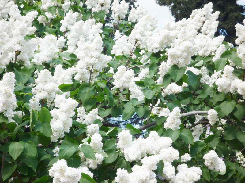 How to feed the lilac in the spring?