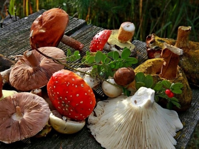Sur quels signes puis-je distinguer un champignon comestible d'un non-comestible dans la forêt? Comment vérifier les champignons pour la toxicité à la maison?