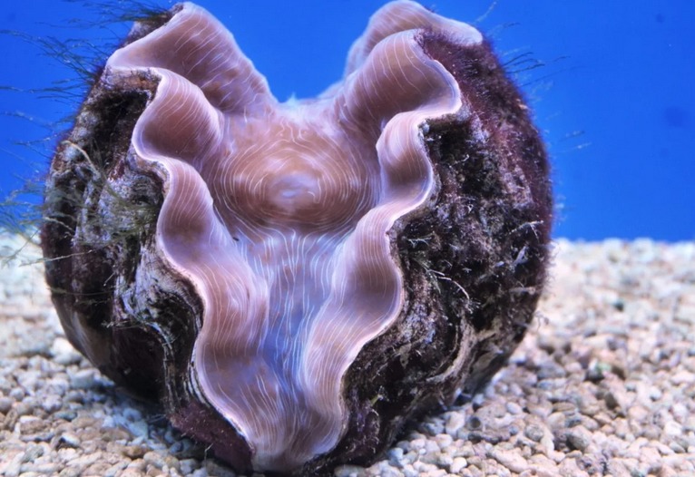 Внешний вид пресноводных моллюсков — пластинчатожаберных