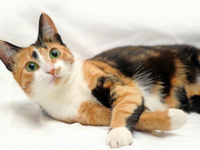 Трехцветный кот или кошка в доме: народные приметы и суеверия. Что делать с найденным трехцветным котенком: оставить или нет?