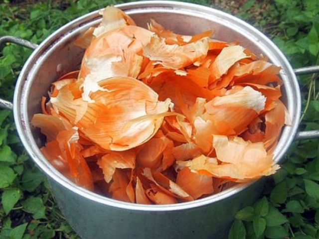 Onion husks for the garden: use from diseases and pests, recipes
