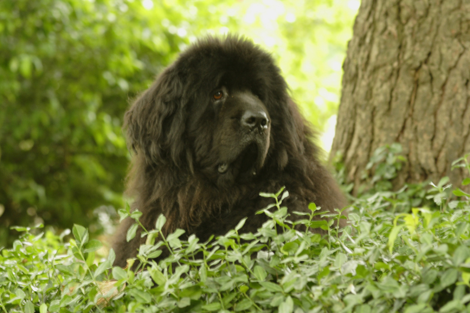 Terre-Neuve - Race de chien: caractère