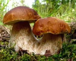What edible mushrooms grow in the fall at the beginning and end of September, October, November: photo, list, name. What late edible mushrooms can be found in the fall in November: photo, list, name