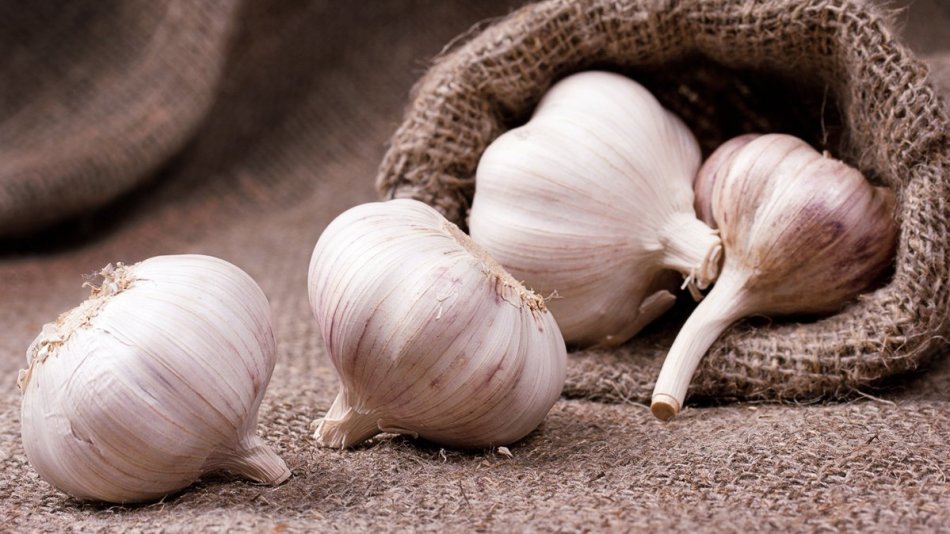 How much garlic from worms do you need to eat?