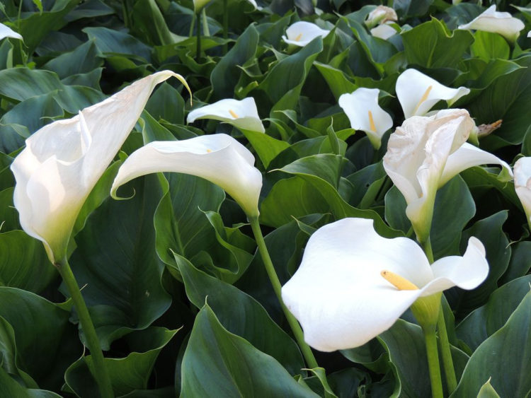 Красивые белые цветы для сада
