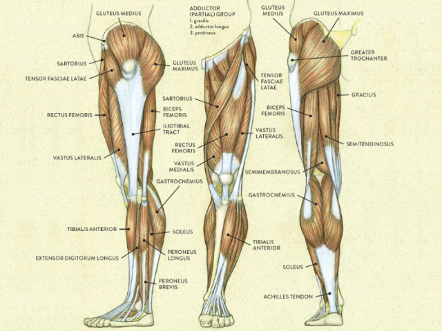 Anatomi kaki manusia: struktur, nama bagian utama