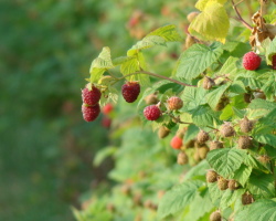 Les framboises peuvent-elles être enceintes? Feuilles de framboise pendant la grossesse, la planification de la grossesse et avant l'accouchement: prestations et contre-indications