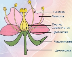 Alu dan benang sari adalah bagian utama dari bunga: bagaimana perbanyakan tanaman?