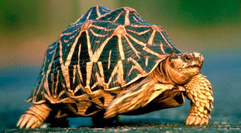 Звездчатая черепаха - питомец с действительно экзотической внешностью