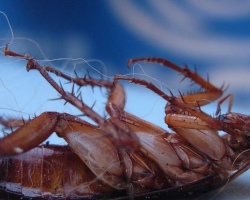 Kako zastrupiti ščurke z borovo kislino: recept za kroglice z rumenjakovimi jajci, ocene