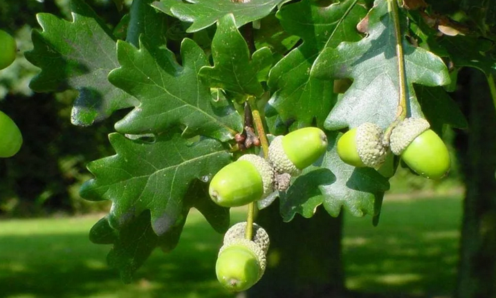 Oak-a tree-talisman named after