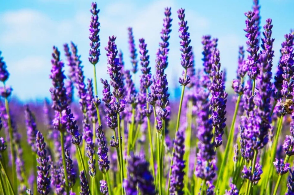 Lavanda