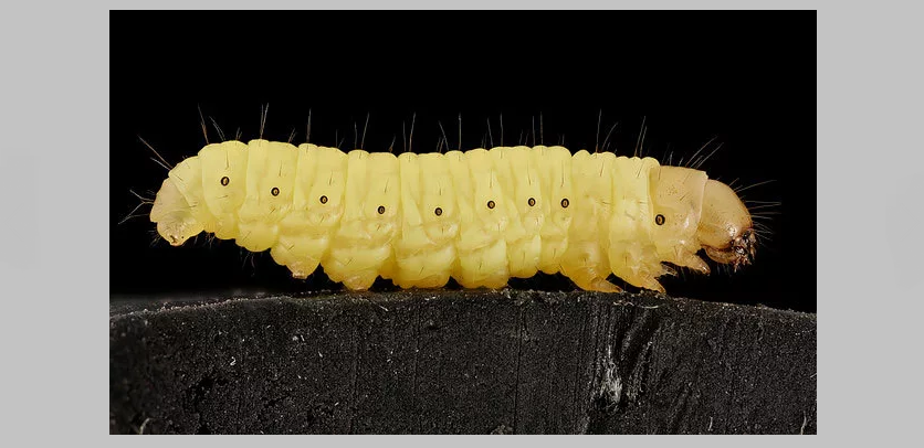 Caterpillar nagy viasz lepkék