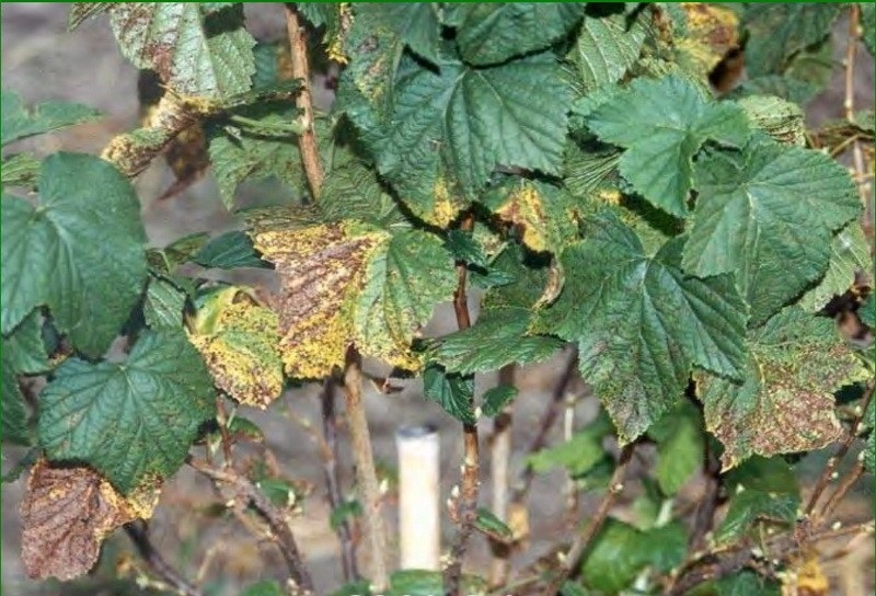 L'antracnosi è la causa delle foglie di ribes nero ingiallite