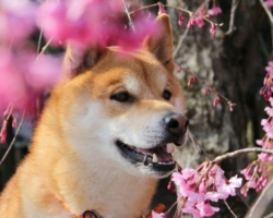 A japán kutyafotók fotókkal, nevekkel és leírással járnak
