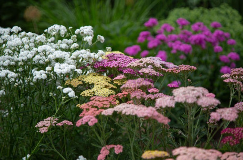 Yarrow