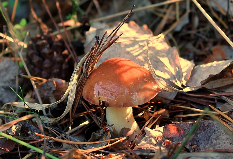 Les champignons sans nettoyage peuvent se détériorer rapidement