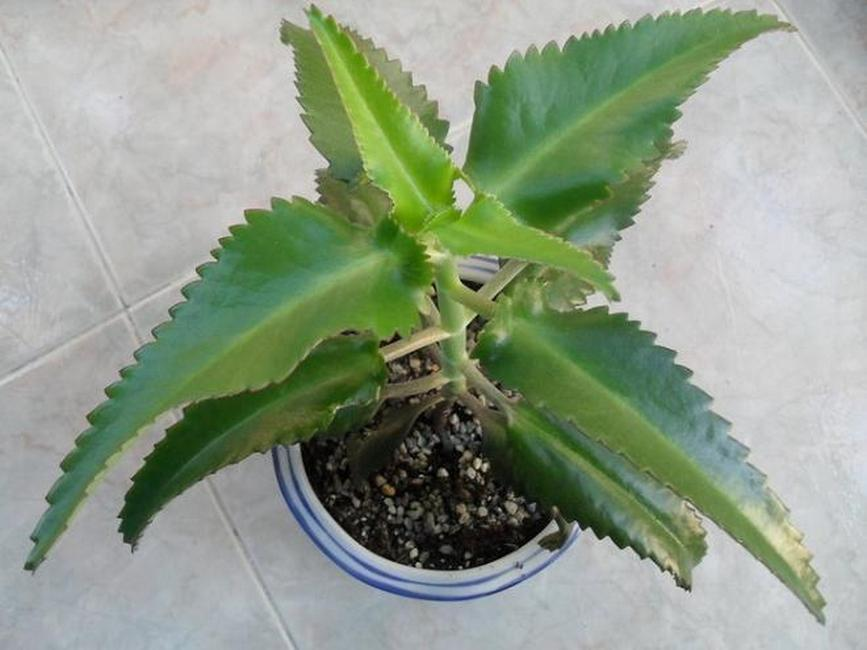 Kalanchoe - Application in folk medicine: recipes from a runny nose for adults