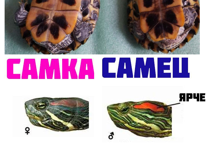 Как определить возраст красноухой черепахи в домашних условиях фото
