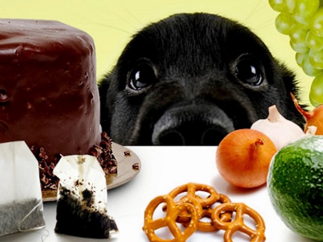12 продуктов, которые могут навредить вашей собаке