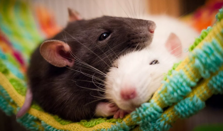 Декоративные крысы — мальчик и девочка