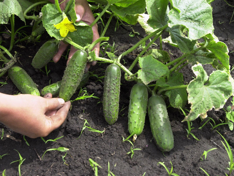 The seedlings of cucumbers are yellow