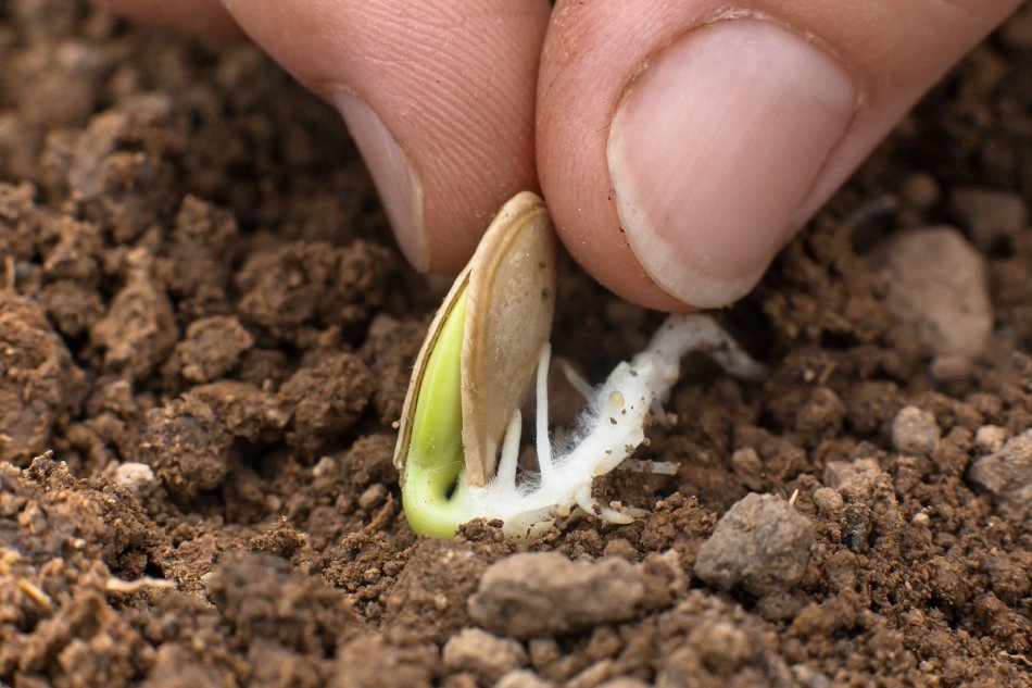 Sajenje semen bučk na odprtem tleh