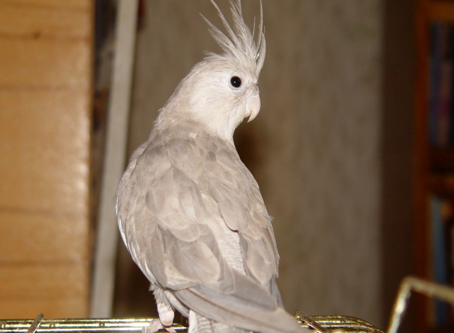 Полностью серый попугай корелла