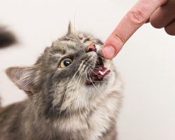 Felinosis adalah penyakit goresan kucing pada orang dewasa dan anak -anak: penyebab, patogen, gejala, diagnosis, pengobatan