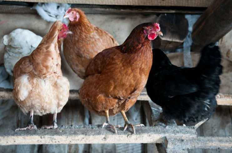 Und Sie unterstützen das Huhn richtig :?