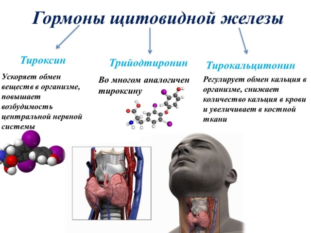 What are the tests to check to check the thyroid gland: preparation, how to take it correctly?