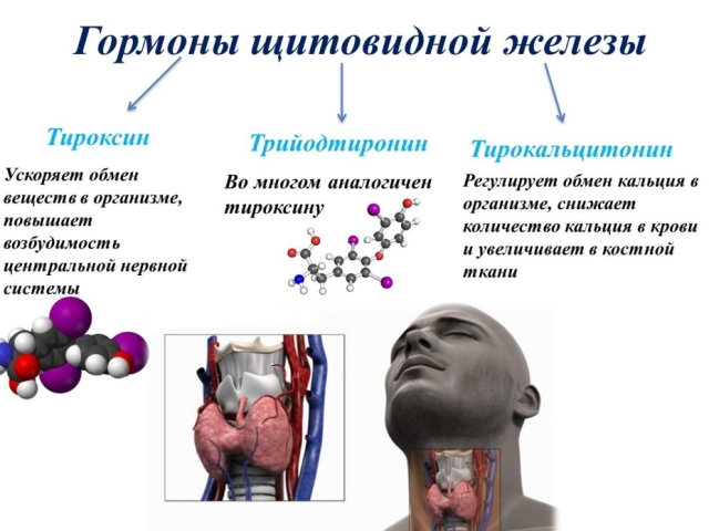 Katere teste je treba preveriti, če želite preveriti ščitnico: priprava, kako pravilno jemati?