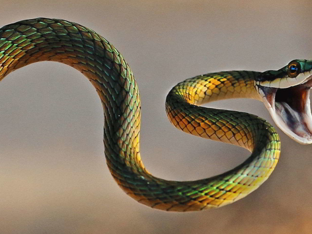 Dream Interpretation - to see in a dream that the snake was bitten. Why dream that black, green, yellow, white, large, small, poisonous, explosive snake by the hand, by the leg, by the finger, man, woman, child, cat, dog: interpretation of sleep