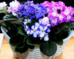 The lunar calendar of violets for 2023 - favorable days for plantings, transplants, care: table for months. When to plant and transplant the violets of indoor on the lunar calendar in 2023: Table