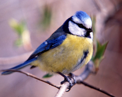 Titty Bird: Types, noms, caractéristiques, comportement, faits intéressants, photographies. TOW: Un oiseau migrateur ou non, à quoi cela ressemble-t-il, qu'est-ce qui mange en été et en hiver, où il vit, des nids, combien de vies dans la nature? La mésange avec le bénéfice d'une personne?