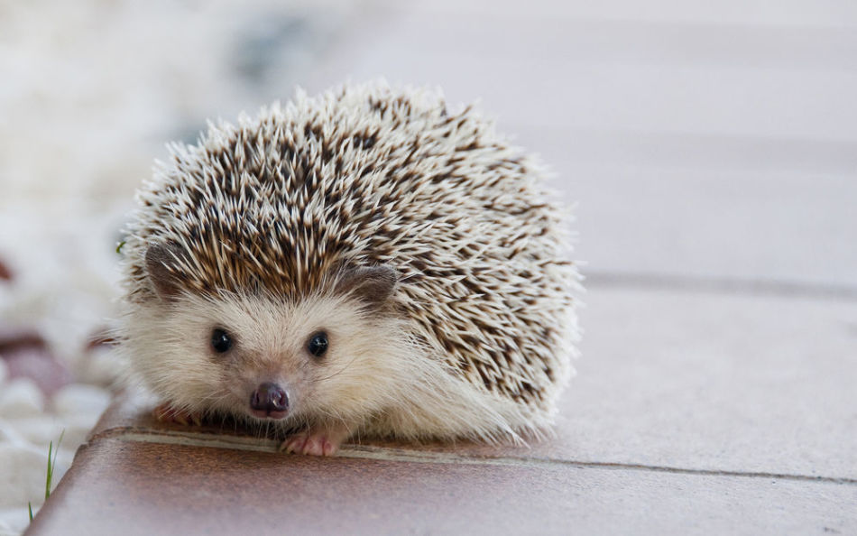 The home hedgehog should look at you with brilliant eyes without sources