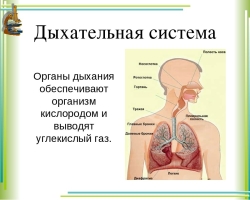 Human respiratory system - organs, structure and functions: scheme with a description