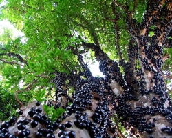 Ягодное дерево джаботикаба — свойства растения и плодов, фото. Как вырастить джаботикабу в домашних  условиях? Как купить семена джаботикабы на Алиэкспресс?