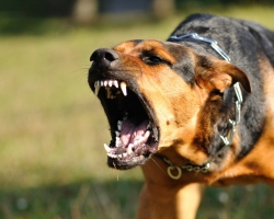 Si le chien a mordu une personne, qu'est-ce qui menace le propriétaire? Que faire au propriétaire avec un chien mordant une personne?