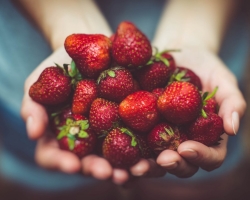 How to distinguish a female bush of strawberries from male: the purpose of the definition, the correct thinning of the bushes - advice to summer residents and gardeners