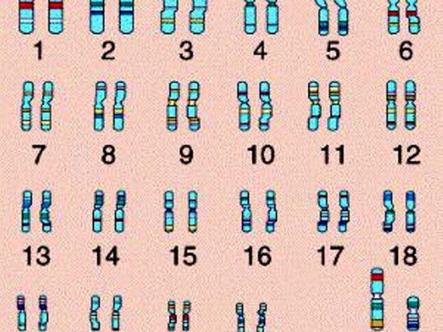 Какое число хромосом в клетках у здорового человека? Что будет, если хромосом больше или меньше?