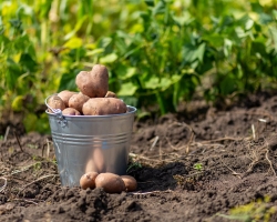 Zakaj se je po cvetenju krompirja pojavil zelene kroglice, ali jih je treba prekiniti? Zakaj po cvetenju krompirja ni zelenih kroglic?