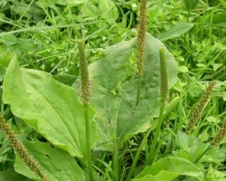 Plantain: therapeutic properties and contraindications for the treatment of diseases in men of women and children. Recipes for the use of plantain in folk medicine, gynecology, cosmetology, coughing during pregnancy