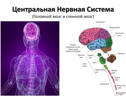 Le système nerveux central (système nerveux central) est l'anatomie: structure, fonctions, physiologie, caractéristiques