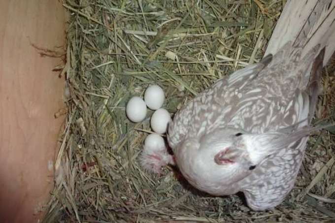 Корелла снесла яйца