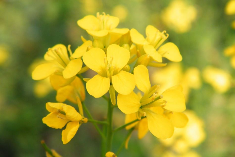L'odeur de la moutarde effraye les coléoptères du Colorado
